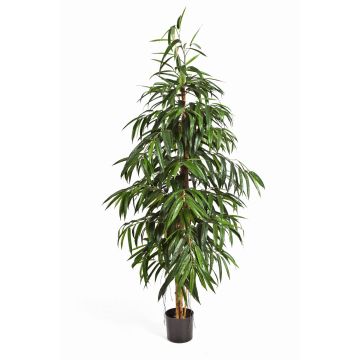 Kunst Longifoliabaum HARU, Echtstämme, schwer brennbar, 210cm