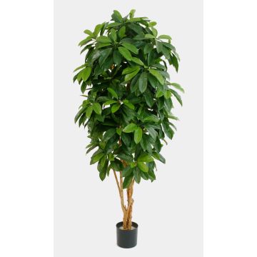 Kunstpflanze Schefflera MADDISON, Naturstämme, schwer brennbar, grün, 140cm