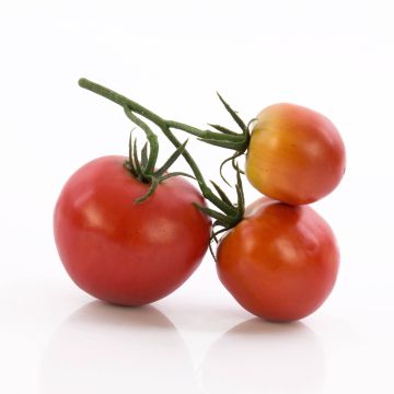 Kunst Tomatenrispe MEGGY, rot, 13x12x6cm