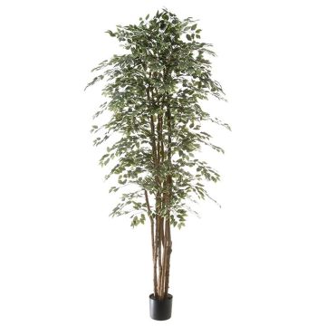 Kunst Pflanze Ficus Benjamini ALEJA, Echtstamm, grün-weiß, 210cm