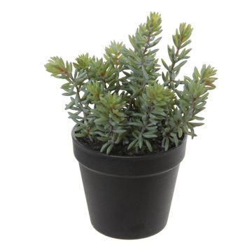 Fake Pflanze Pachyphytum hookeri BERINA, Übertopf, grün-grau, 28cm
