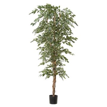Künstliche Pflanze Ficus Benjamini ALEKSA, Echtstamm, grün-weiß, 240cm