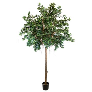 Deko Pflanze Ficus Benjamini ARSTAN, Echtstamm, mit Lianen, grün, 300cm