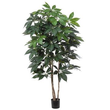 Deko Pflanze Schefflera BOGDANA, Naturstamm, grün, 190cm