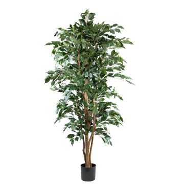 Kunstpflanze Birkenfeige AKAHI, Naturstamm, grün, 180cm