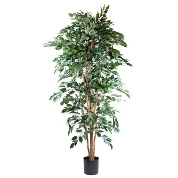 Kunstpflanze Birkenfeige AKAHI, Naturstamm, grün, 210cm