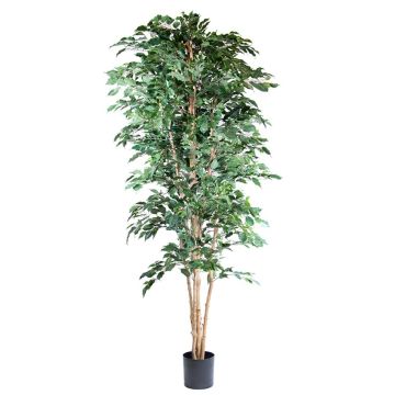 Kunstpflanze Birkenfeige AKAHI, Naturstamm, grün, 240cm