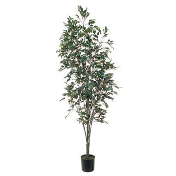 Künstliche Pflanze Ficus Benjamini BRATKO, Kunststamm, grün-weiß, 220cm