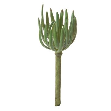 Deko Sedum pachyphyllum KAIKALE, Steckstab, grün, 21cm, Ø7cm