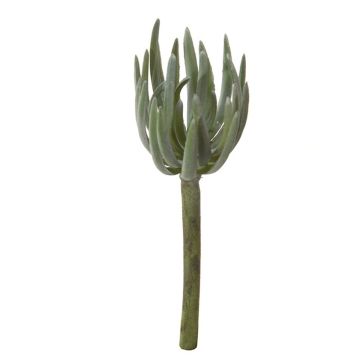 Deko Sedum pachyphyllum KAIKALE, Steckstab, grau-grün, 21cm, Ø7cm