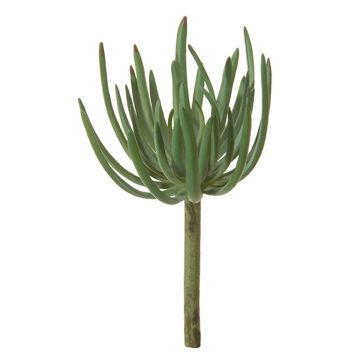 Deko Sedum pachyphyllum KAIKALE, Steckstab, grün, 21cm, Ø10cm
