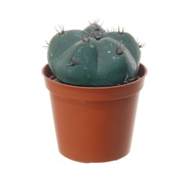 Künstlicher Kaktus Bischofsmütze MUNAS, grün, 10cm, Ø8cm