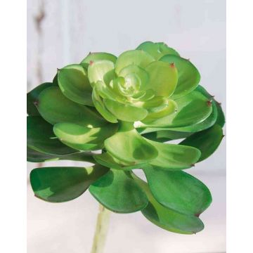 Kunst Echeveria gibbiflora ULUWEHI, Steckstab, grün, 17cm, Ø14cm
