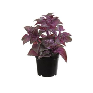 Plastik Pflanze Minze TSUKI, violett-burgunderrot, 24cm