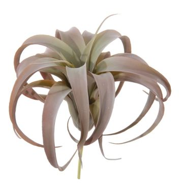 Deko Pflanze Tillandsia Xerographica KASTIEL, Steckstab, braun-grün, 23cm