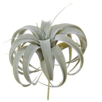 Deko Pflanze Tillandsia Xerographica KASTIEL, Steckstab, grau-grün, 23cm