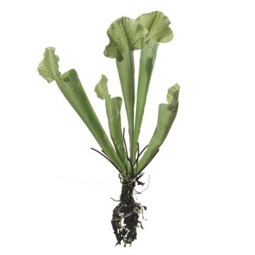 Kunstpflanze Sarracenia HAMY, Steckstab, grün, 35cm