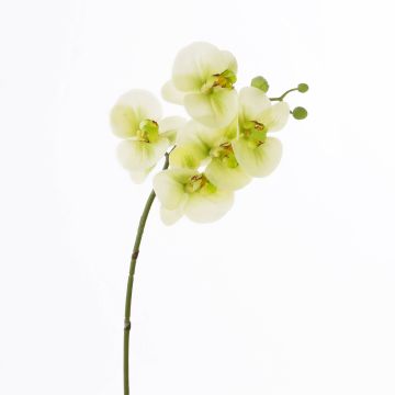 Kunstzweig Phalaenopsis Orchidee EMILIA, creme-grün, 60cm
