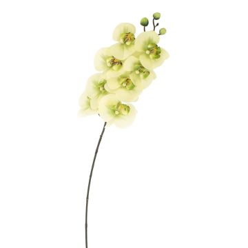 Kunstzweig Phalaenopsis Orchidee AURELIA, creme-grün, 95cm