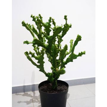 Kunst Euphorbia trigona TIKO, grün, 75cm