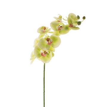 Kunstzweig Phalaenopsis Orchidee OPHELIA, grün-pink, 100cm