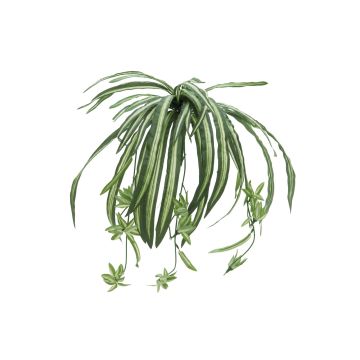 Plastik Grünlilie MALOU auf Steckstab, grün-weiß, 60cm