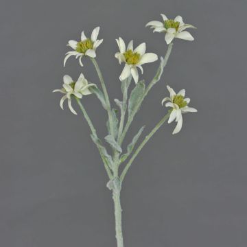 Künstliches Alpen Edelweiß SOPHIA, weiß, 40cm, Ø5-6cm