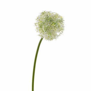 Künstlicher Allium SAMARA, creme, 75cm, Ø12cm