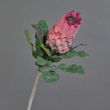 Kunstblume Protea NELLI, rosa-pink, 75cm, Ø8cm