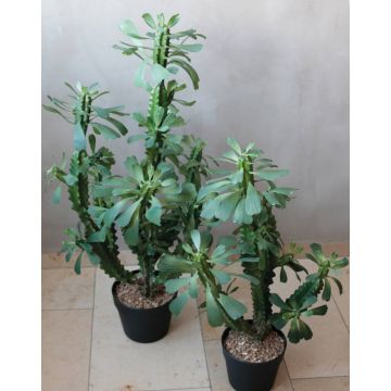 Kunstkaktus Euphorbia trigona BAILEY, Dekotopf, grün, 85cm