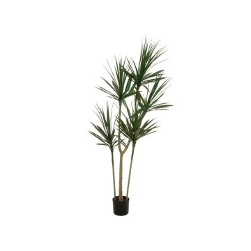 Künstliche Dracaena Marginata REBEKKAH, Kunststämme, grün, 170cm
