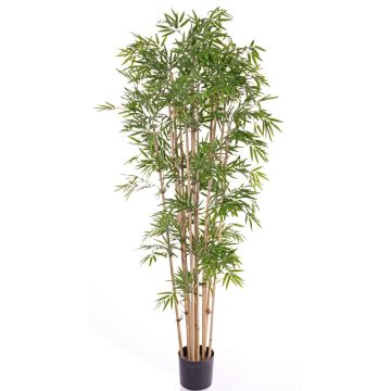 Künstlicher Bambus REIKA, Echtstämme, 180cm