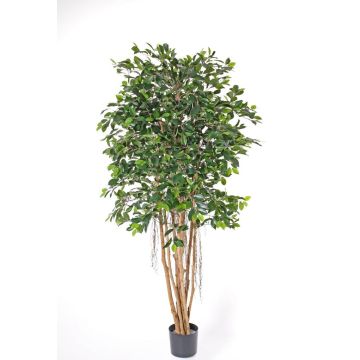 Kunst Ficus Microcarpa MARBOD, Naturstämme, grün, 180cm
