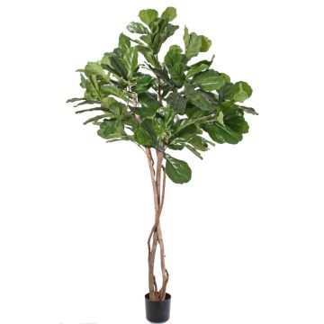 Kunst Ficus Lyrata HARVEY, Naturstämme, grün, 190cm