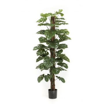 Künstlicher Philodendron Monstera Deliciosa LASO, 180cm