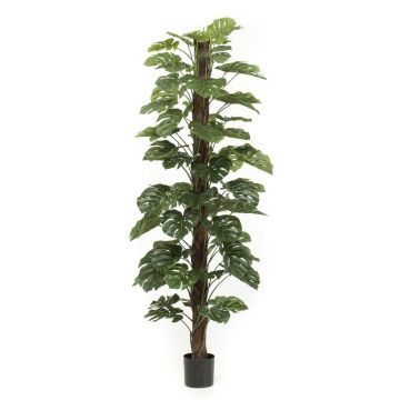 Kunstpflanze Philodendron Monstera Deliciosa LASO, 210cm