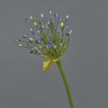 Zierlauch künstlich KATYNA, blau, 70cm, Ø14cm