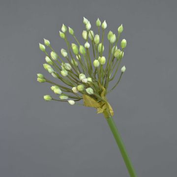 Zierlauch künstlich KATYNA, creme, 70cm, Ø14cm