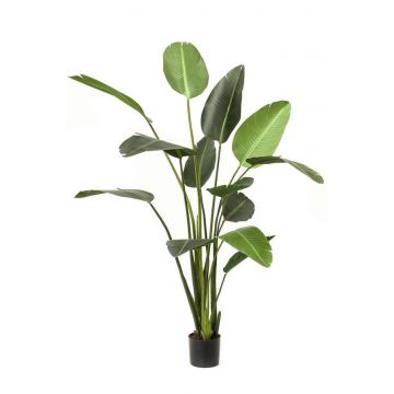 Kunstpflanze Strelitzie PAVLOVA, grün, 230cm