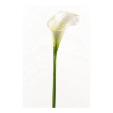 Künstliche Calla CLAVO, weiß, 70cm, 8x13cm