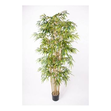 Künstlicher Bambus HIKITO, Echtstämme, 205cm