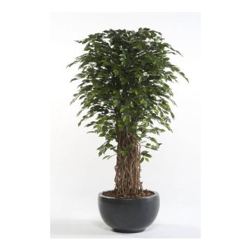 Künstlicher Ficus Benjamini ADOLFO, Naturstämme, grün, 175cm