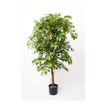 Künstlicher Ficus Benjamini BARTOLO, Echtstamm, grün, 140cm