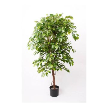 Künstlicher Ficus Benjamini BARTOLO, Echtstamm, grün, 200cm