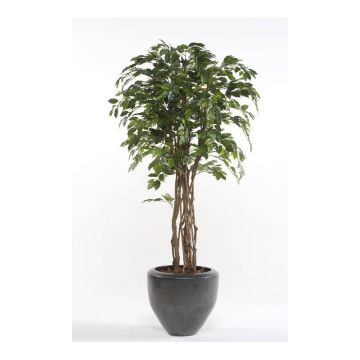 Kunststoff Ficus Benjamini CARLOH, Echtstämme, grün, 170cm