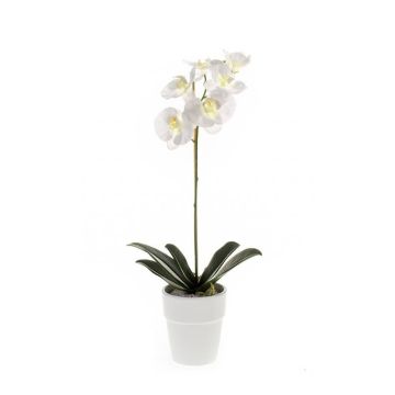 Unechte Orchidee Phalaenopsis ISIS, Keramiktopf, weiß, 55cm