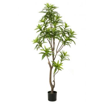 Kunstbaum Dracaena Reflexa Jamaica  OSAKA, grün, 155cm