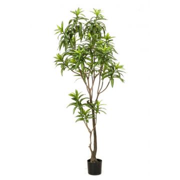 Kunstbaum Dracaena Reflexa Jamaica  OSAKA, grün, 190cm