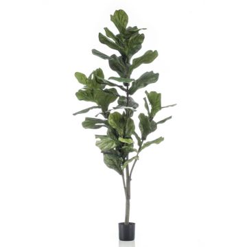 Künstlicher Ficus Lyrata ENRIKO, Kunststamm, grün, 150cm