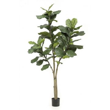 Künstlicher Ficus Lyrata ENRIKO, Kunststamm, grün, 180cm